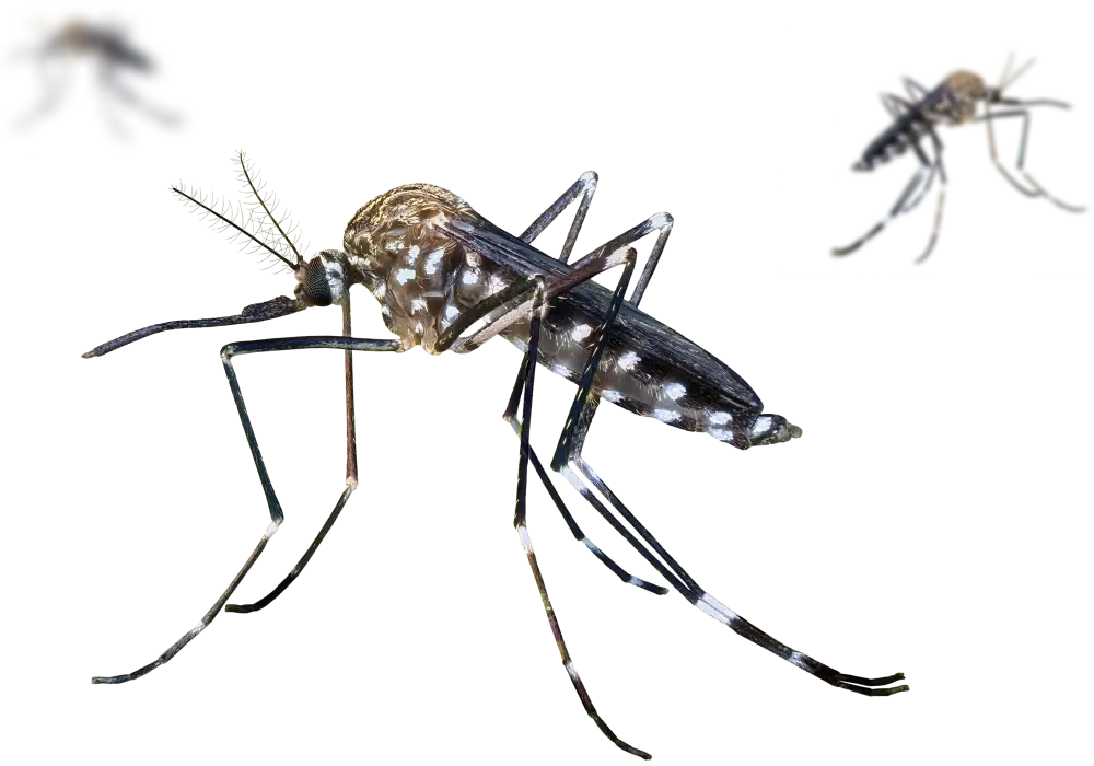 Nyamuk Aedes